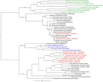 Chloroplast magnesium transporters play essential but differential roles in maintaining magnesium homeostasis